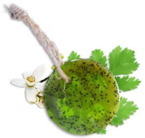 a white flower and green leaf on a white background